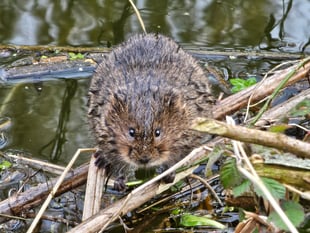Charity calls for volunteers to  survey water voles in national effort
